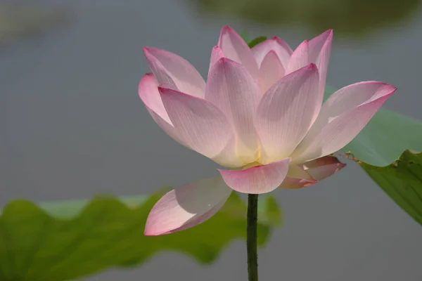 緑の葉をした夏の池に蓮の花を咲かせ — ストック写真