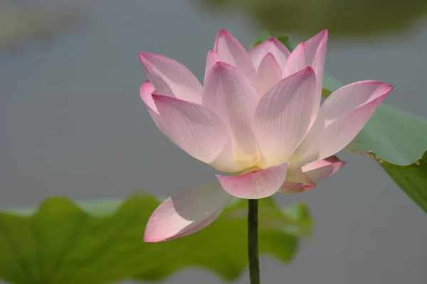 Flor Rosa Loto Estanque Del Campo Lotus — Foto de Stock