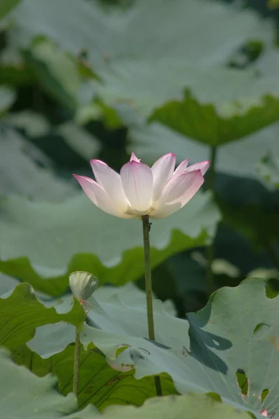 Flor Lótus Florescendo Lago Verão Com Folhas Verdes Como Fundo — Fotografia de Stock