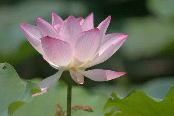 Lotus Flower Blooming Summer Pond Green Leaves Background — Stock Photo, Image