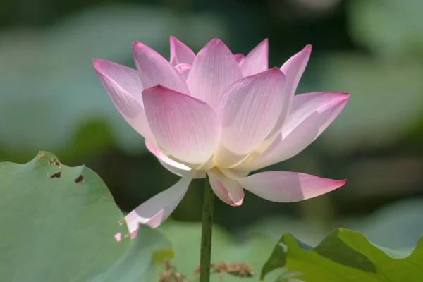 在泳池内种植莲花 — 图库照片