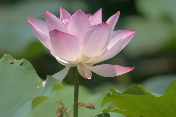 Close Big Lotus Pool — Stock Photo, Image