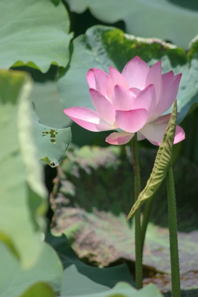 Lotus Planting Pool — Fotografia de Stock