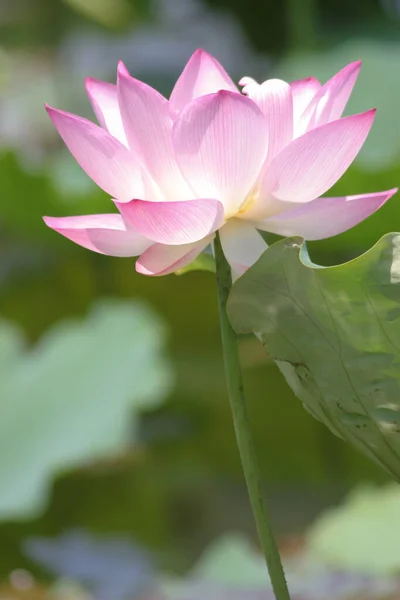 Close Big Lotus Pool — Fotografia de Stock