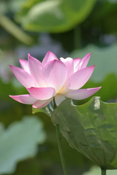 Fleur Lotus Fleurissant Dans Étang Été Avec Des Feuilles Vertes — Photo