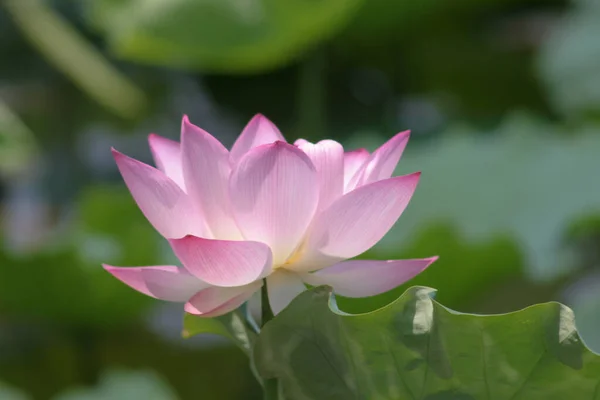 Close Big Lotus Pool — Stock Photo, Image