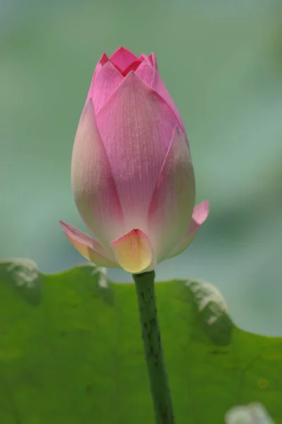 Flor Lótus Florescendo Lago Verão Com Folhas Verdes Como Fundo — Fotografia de Stock