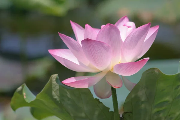 Lotus Planting Pool — стоковое фото