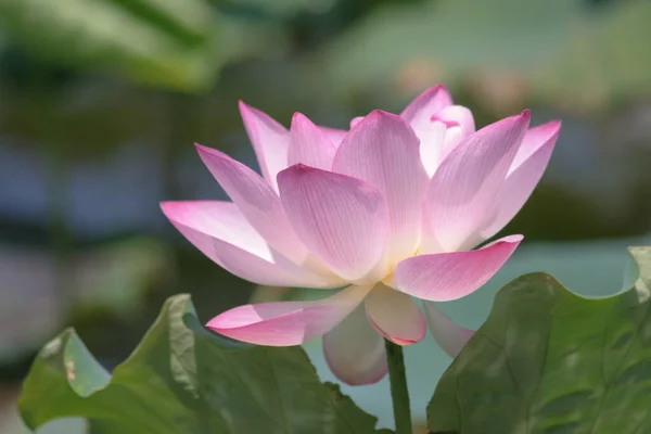 Die Nahaufnahme Des Großen Lotus Pool — Stockfoto