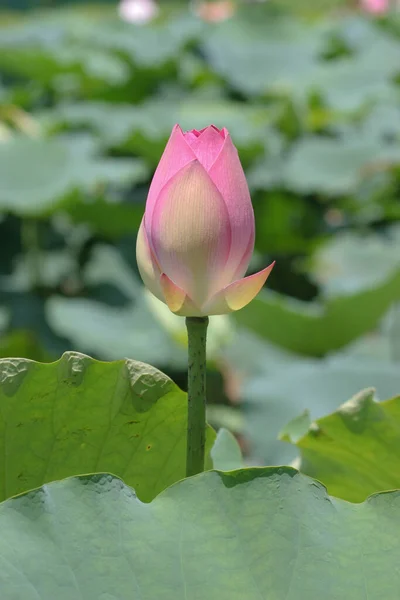 Lotus Blomma Blommar Sommar Damm Med Gröna Blad Som Bakgrund — Stockfoto