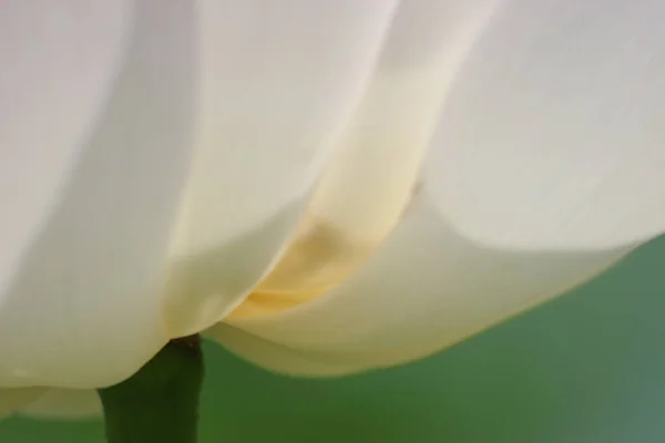 一朵白色的莲花 — 图库照片