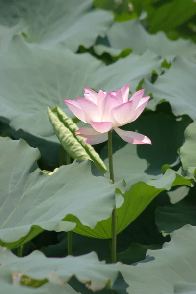 Flor Lótus Florescendo Lago Verão Com Folhas Verdes Como Fundo — Fotografia de Stock