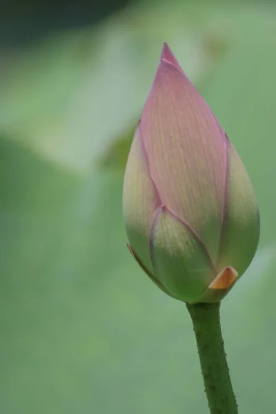 Flor Loto Floreciendo Estanque Verano Con Hojas Verdes Como Fondo — Foto de Stock