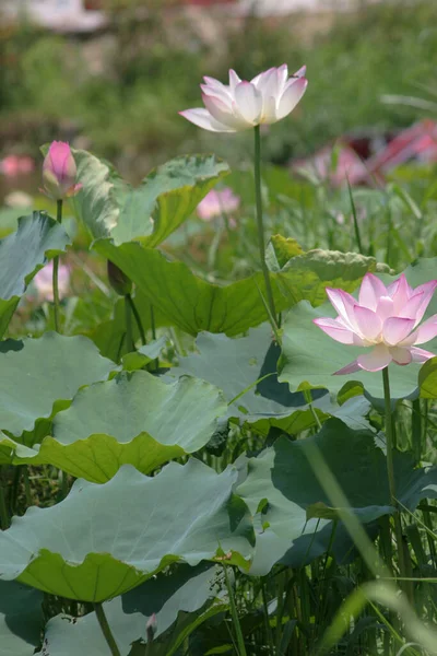 Lotusblume Blüht Sommerteich Mit Grünen Blättern Als Hintergrund — Stockfoto