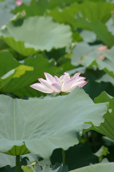 Lotus Field Tin Shui Wai Hong Kong — Fotografia de Stock