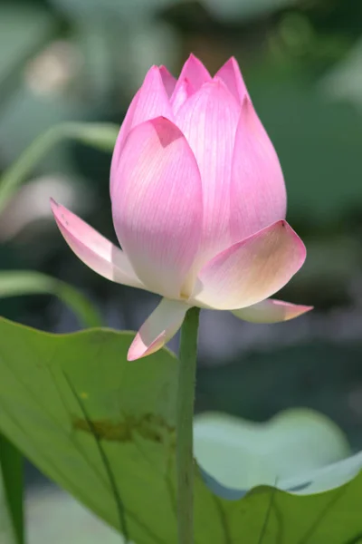 Квітка Лотоса Цвіте Літньому Ставку Зеленим Листям Фон — стокове фото