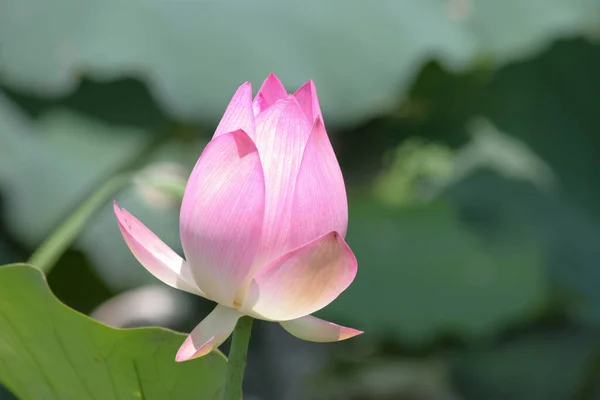 Pink Lotus Flower Lotus Field Pond — Stock Photo, Image