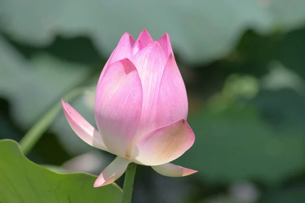 Pink Lotus Flower Lotus Field Pond — Stock Photo, Image