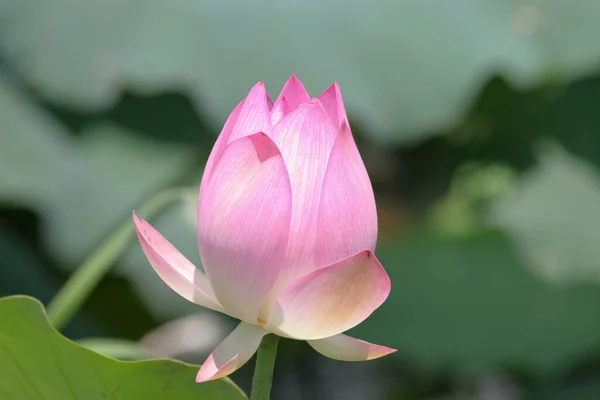 Een Lotus Planten Een Zwembad — Stockfoto