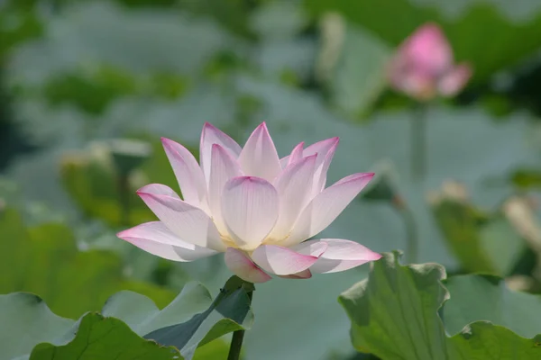 Close Big Lotus Pool — Stock Photo, Image