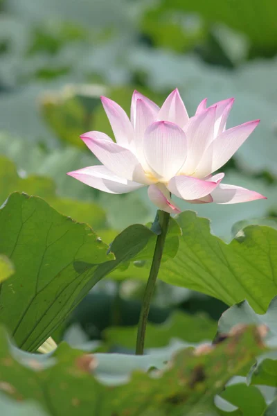 Lotus Plantation Dans Une Piscine — Photo