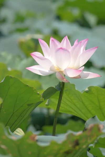 Gros Plan Gros Lotus Piscine — Photo