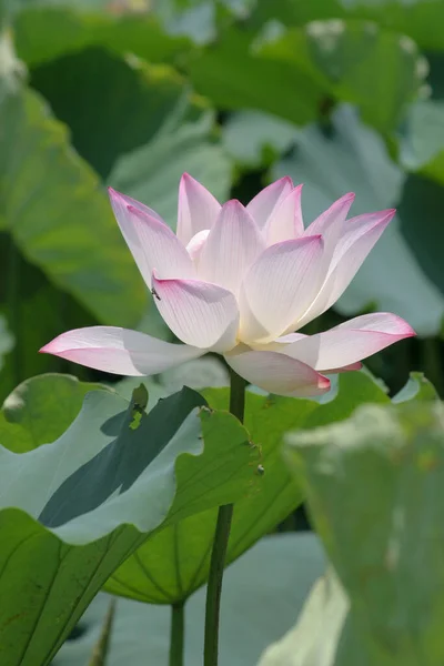 Pink Lotus Flower Lotus Field Pond — Stock Photo, Image