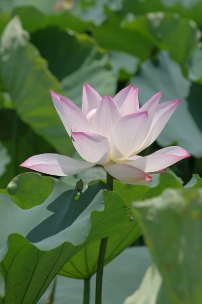 Lotus Plantation Dans Une Piscine — Photo