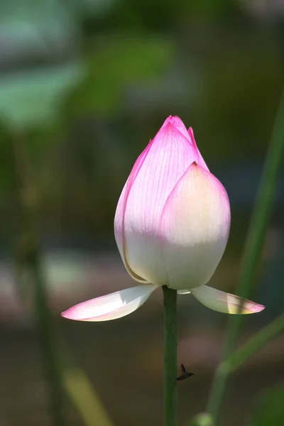 Lotus Flower Blooming Summer Pond Green Leaves Background — Stock Photo, Image