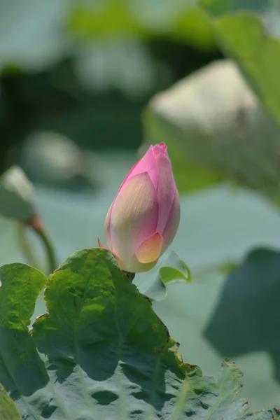 Fleur Lotus Fleurissant Dans Étang Été Avec Des Feuilles Vertes — Photo