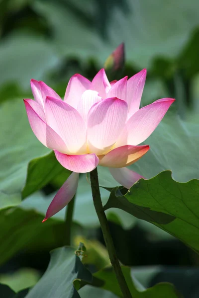 Fleur Rose Lotus Étang Champ Lotus — Photo