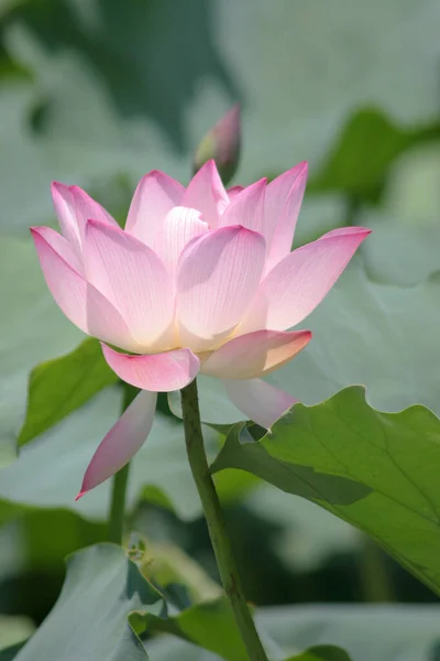 Lotus Planting Pool — Stock Fotó