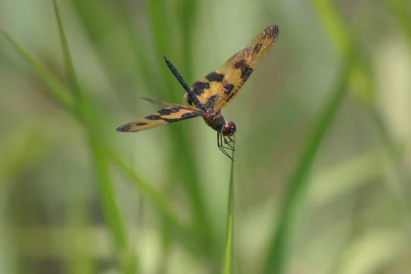 Libélula Empoleirada Copa Árvore Com Fundo Bokeh Natureza — Fotografia de Stock