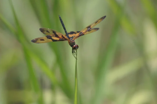 Libel Neergestreken Boomtop Met Natuur Bokeh Achtergrond — Stockfoto