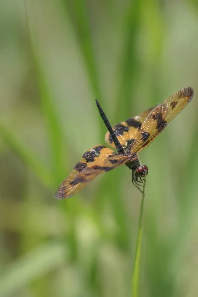 Libellula Appollaiato Sulla Cima Dell Albero Con Natura Bokeh Sfondo — Foto Stock