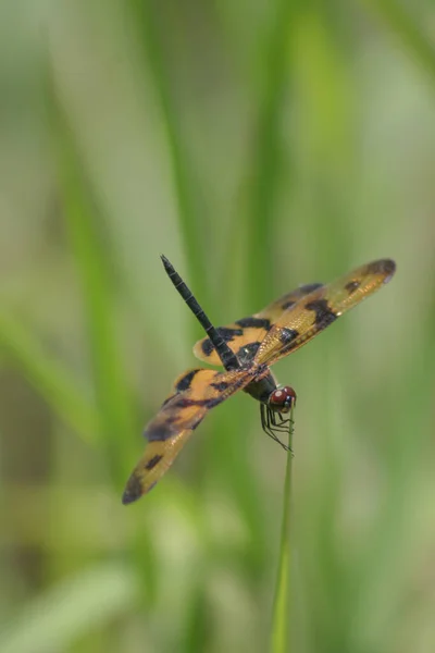 Dragonfly Oppe Trætoppen Med Natur Bokeh Baggrund - Stock-foto