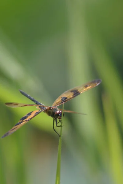 Szitakötő Ült Tetején Természet Bokeh Háttér — Stock Fotó