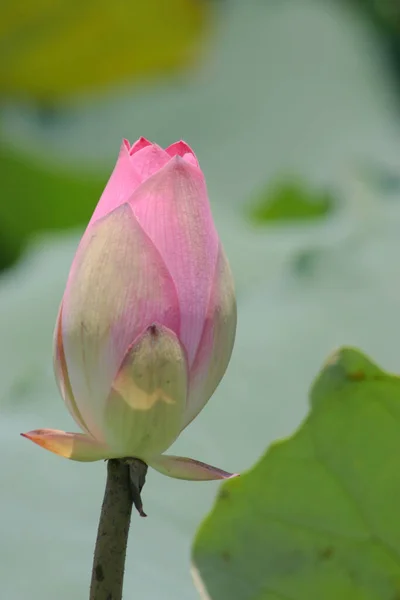 Lotus Flower Blooming Summer Pond Green Leaves Background — Stock Photo, Image