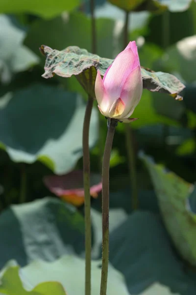 Lotosový Květ Kvete Letním Jezírku Zelenými Listy Jako Pozadí — Stock fotografie