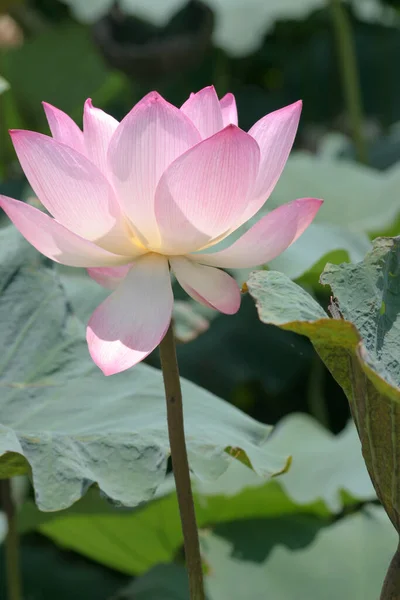 Rosafarbene Lotusblüte Lotus Weiher — Stockfoto