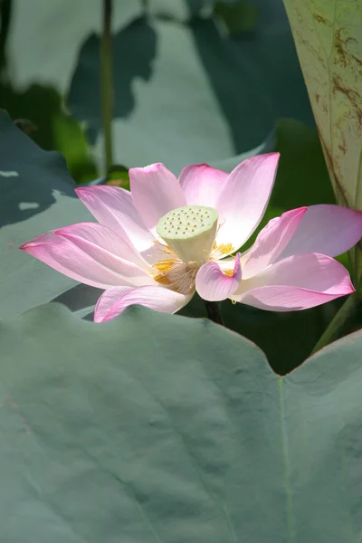 Close Big Lotus Pool — Stok fotoğraf