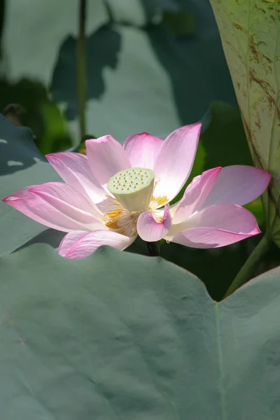 Lotus Flower Blooming Summer Pond Green Leaves Background — Stock Photo, Image