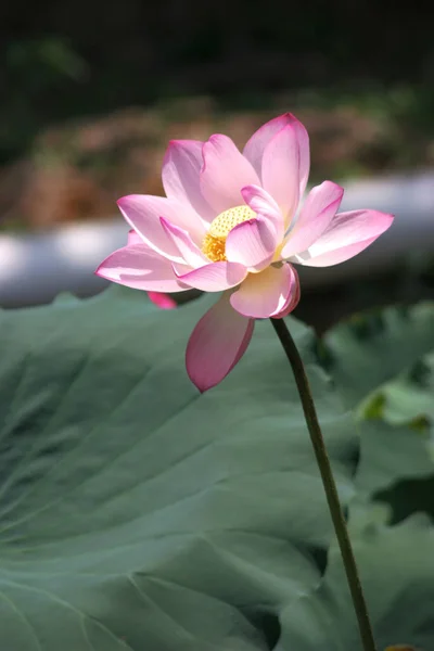 緑の葉をした夏の池に蓮の花を咲かせ — ストック写真