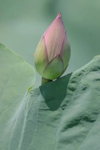 Arka Planda Yeşil Yapraklar Ile Yaz Göletinde Açan Nilüfer Çiçeği — Stok fotoğraf