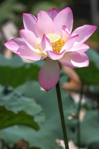Fleur Lotus Fleurissant Dans Étang Été Avec Des Feuilles Vertes — Photo