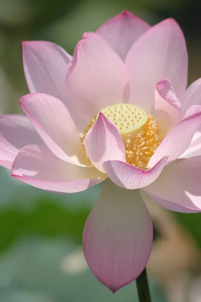 Close Big Lotus Pool — Stock Photo, Image