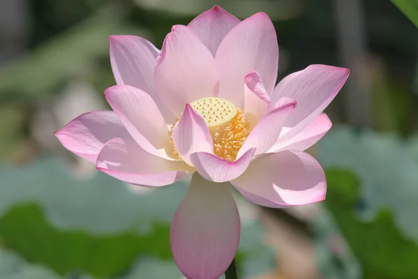 Pink Lotus Flower Lotus Field Pond — Stock Photo, Image