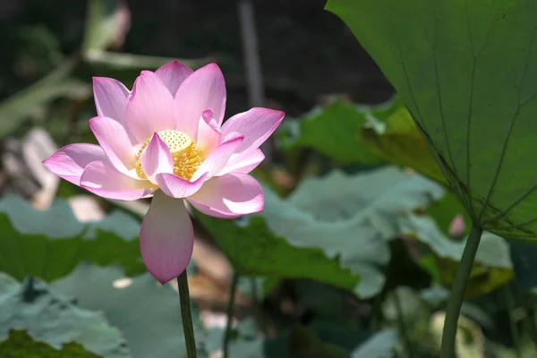 Close Big Lotus Pool — Stock Photo, Image