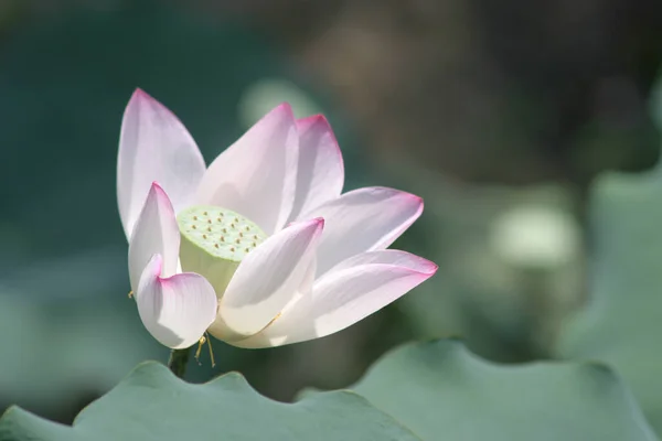 Lotus Flower Blooming Summer Pond Green Leaves Background — Stock Photo, Image