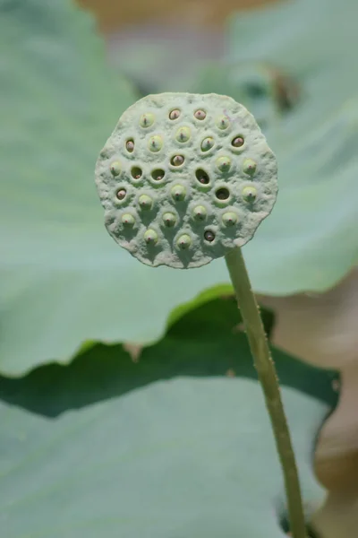 a Lotus seed head at the Lotus pond